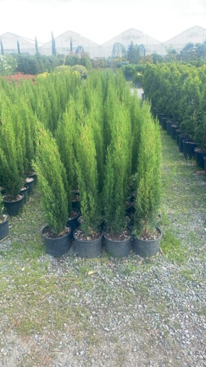 Cupressus Totem