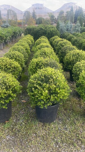 Ilex Crenata Kinme Bila