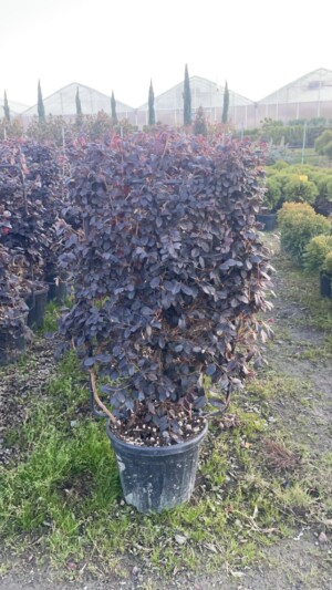 Loropetalum Spalier