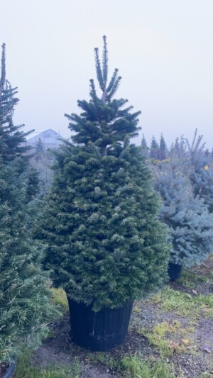 Abies Normandiana