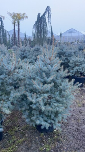 Picea Glauca