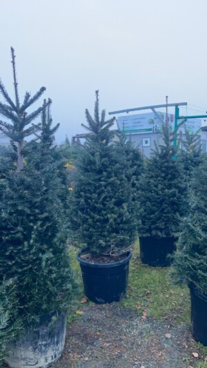 Abies Normandiana