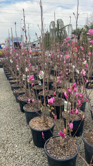 Magnolia Susan