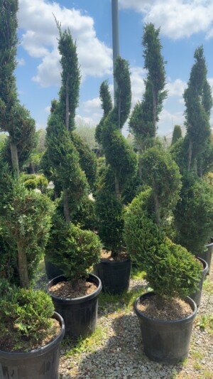Cupressocyparis Leylandii Spirala