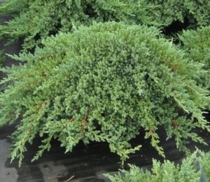 Juniperus Procumbes Nana