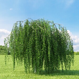 Betula Pendula Youngii