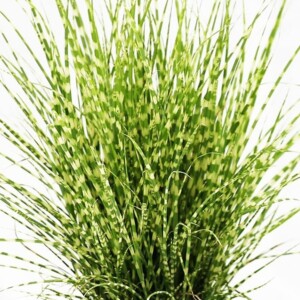 Mischantus Sinensis