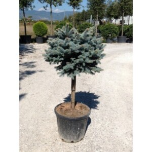 Picea Punges Glauca 1 Bila