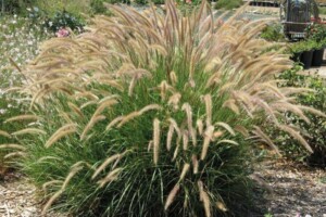 Pennisetum